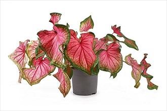Beautiful exotic Caladium Florida Sweetheart plant with beautiful pink and green leaves on white background