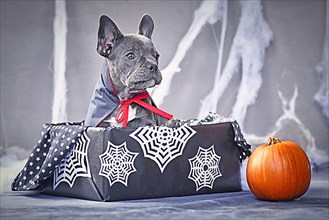 Young blue French Bulldog dog wearing a vampire costume cloak sitting in Halloween box surrounded by pumpkin and spider webs