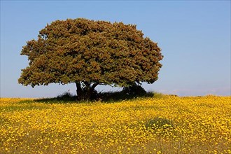 Flowering meadow with holm oak in spring