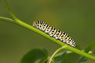 Swallowtail