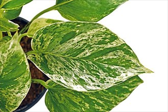 Close up of tropical 'Epipremnum Aureum Marble Queen' houseplant leaf with white spots isolated on white background