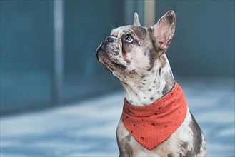 Merle colored French Bulldog dog wearing red neckerchief with copy space
