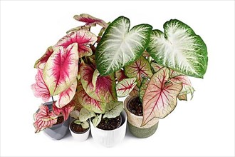 Colorful exotic Caladium plants in flower pots isolated on white background