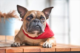 Curious French Bulldog dog with pointy ears wearing a red neckerchief while lying down