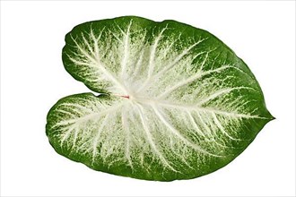 Single leaf of exotic 'Caladium Aaron' houseplant with white and green colors isolated on white background