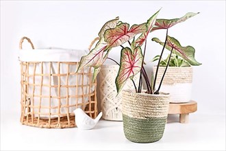 Exotic 'Caladium White Queen' plant with pink leaves in front of home decor objects like basket