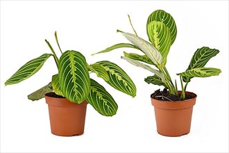 Comparison of raised and lowered leaves during daytime and nighttime of Prayer Plant 'Maranta Leuconeura Lemon Lime' on white background