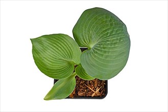 Top view of 'Hosta Abiqua Drinking Gourd' plant with green round leaves isolated on white background