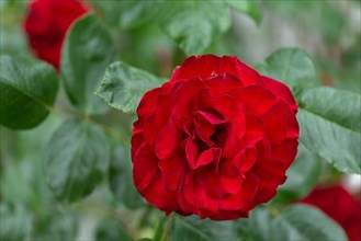 Red shrub rose