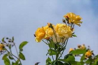 Yellow shrub rose
