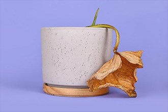 Dying houseplant with hanging dry leaf in flower pot on ciolet background
