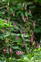 Buds and flower of a martagon lily