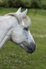 Portrait of a grey horse