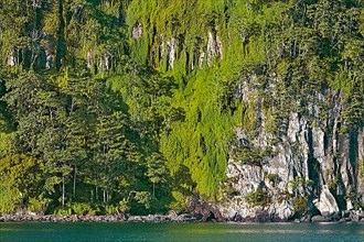 Primary forest on almost vertical rock face on Cocos Island