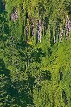 Primary forest on almost vertical rock face on Cocos Island
