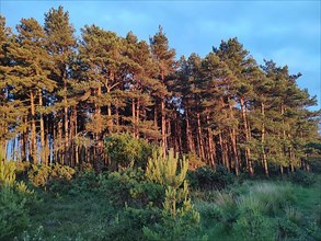 Pine forest in the evening light