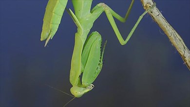 Close-up of green praying mantis sitting on bush branchon and washing his face blue sky background