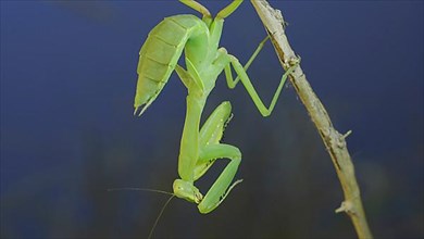 Close-up of green praying mantis sitting on bush branch and washing his face on blue sky background