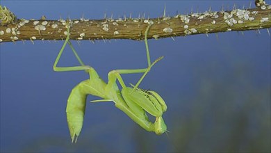 Green praying mantis hangs on at horny branch of bush and looks at on camera on blue sky background
