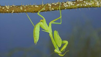 Green praying mantis hangs on thorny branch of bush and washing his face on blue sky background