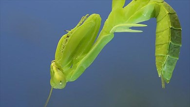 Close-up of green praying mantis sitting on bush branchon and washing his face blue sky background