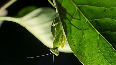 Praying mantis is silhouetted behind a green lilac leaf. Close-up of mantis insect. Backlighting