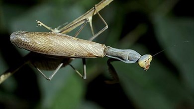 Green Praying mantis walks on a thorny branch and looks around. European mantis
