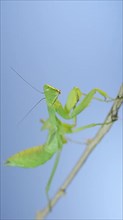 Close-up of green praying mantis sitting on bush branch and looks at on camera on blue sky background