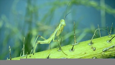 Newborn green Praying Mantis sit on prickly branch. Ð¡lose-up of baby mantis insect