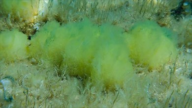 Close-up of seabed covered with Filamentous algae