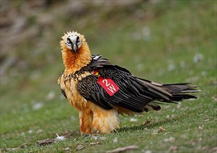 Old bearded vulture