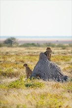 2 Cheetahs
