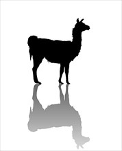 Vector llama silhouette over white background