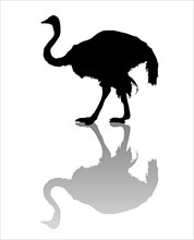 Vector silhouette of an ostrich over white background