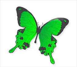 Green butterfly in watercolors over white background