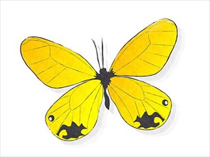 Yellow butterfly watercolor style drawing over white