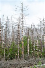 Spruce monoculture