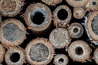 Sealed nest cavities by mason bees