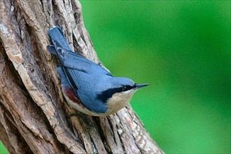 Chestnut-bellied Nuthatch