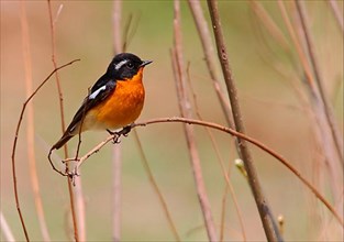 Mugimaki flycatcher