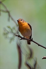 Mugimaki flycatcher