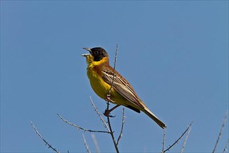 Black-capped Bunting