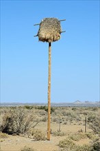 Namibia Nest of the boiling weaver