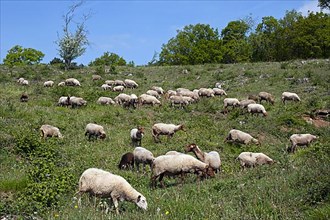 Flock of Ardense Voskop Belgian domestic sheep