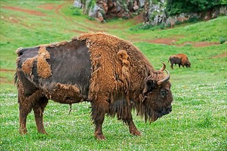 Moulting European bison