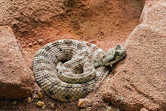 Horned Rattlesnake