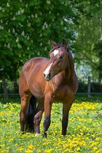 Red-brown Trakehner horse