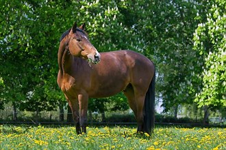 Brown Trakehner horse