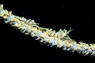 Male and female zanzibar whip coral shrimp
