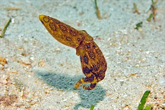Blue-ringed octopus
